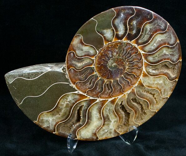 Beautiful Split Ammonite (Half) #6881